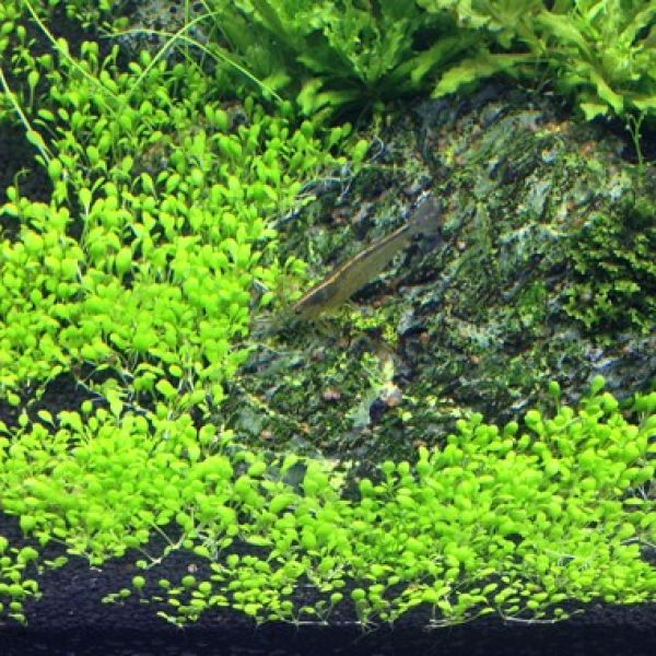 Elatine hydropiper/ Wasserpfeffer 1-2-Grow!